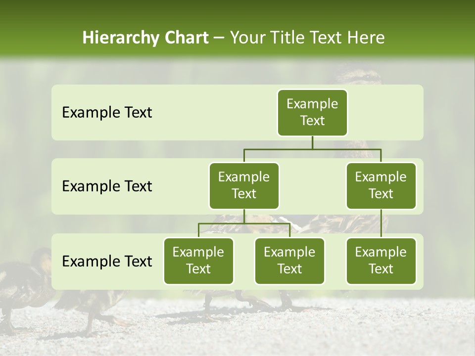 A Mother Duck With Her Ducklings Powerpoint Template PowerPoint Template
