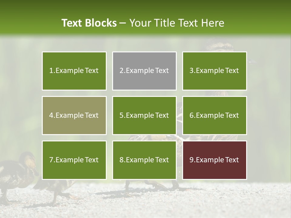 A Mother Duck With Her Ducklings Powerpoint Template PowerPoint Template