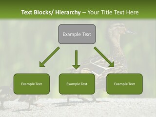 A Mother Duck With Her Ducklings Powerpoint Template PowerPoint Template