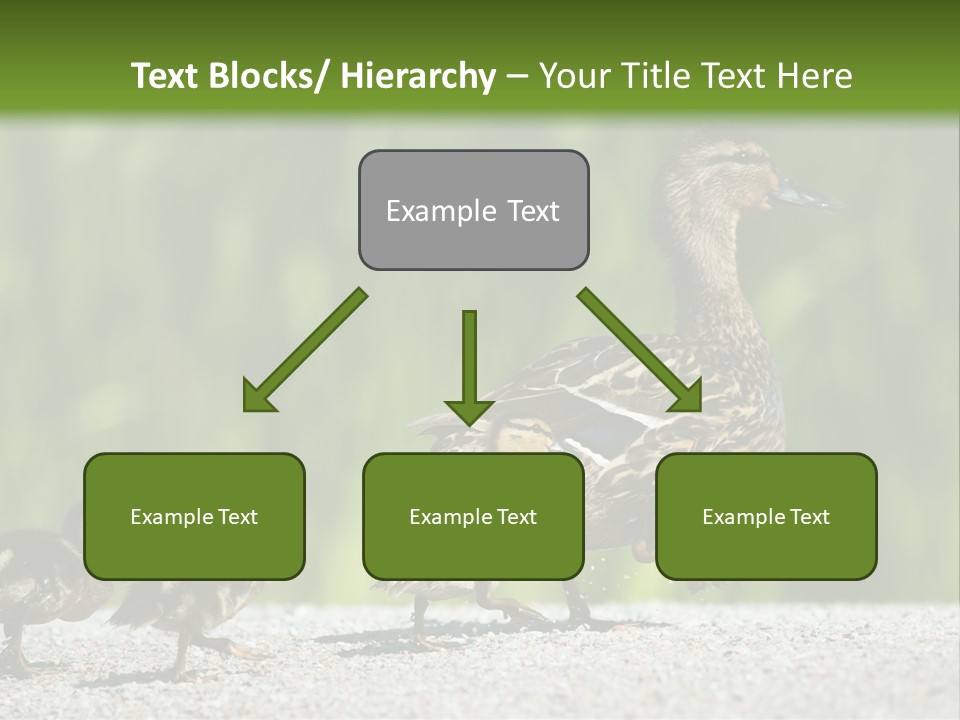 A Mother Duck With Her Ducklings Powerpoint Template PowerPoint Template