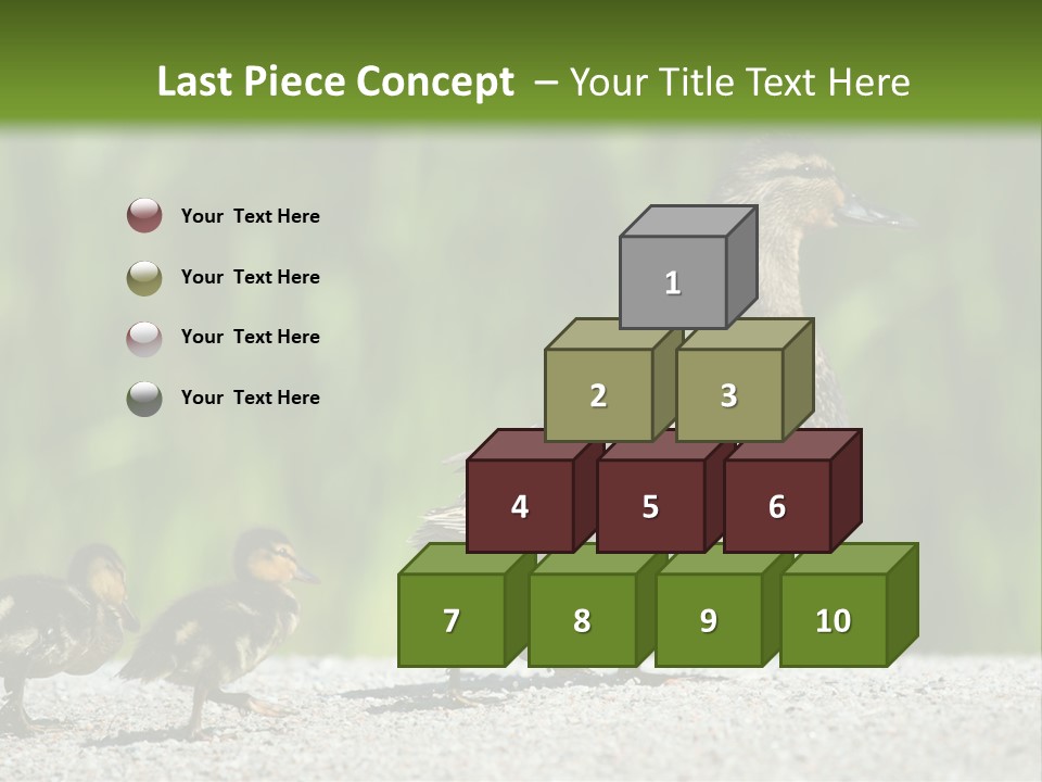 A Mother Duck With Her Ducklings Powerpoint Template PowerPoint Template