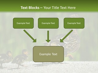 A Mother Duck With Her Ducklings Powerpoint Template PowerPoint Template