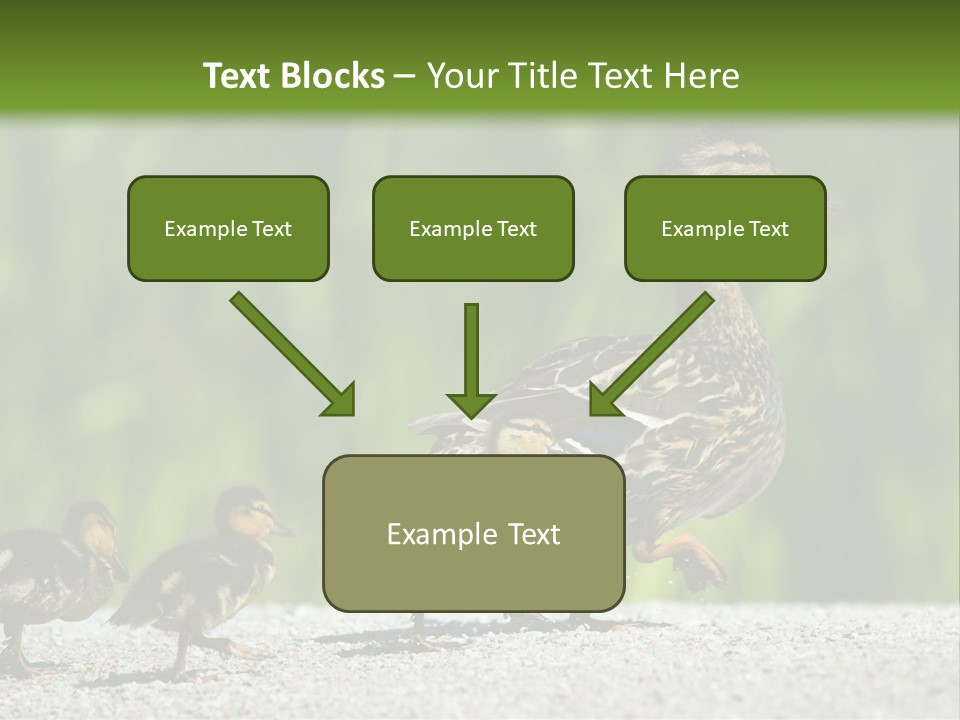 A Mother Duck With Her Ducklings Powerpoint Template PowerPoint Template