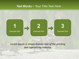 A Mother Duck With Her Ducklings Powerpoint Template PowerPoint Template