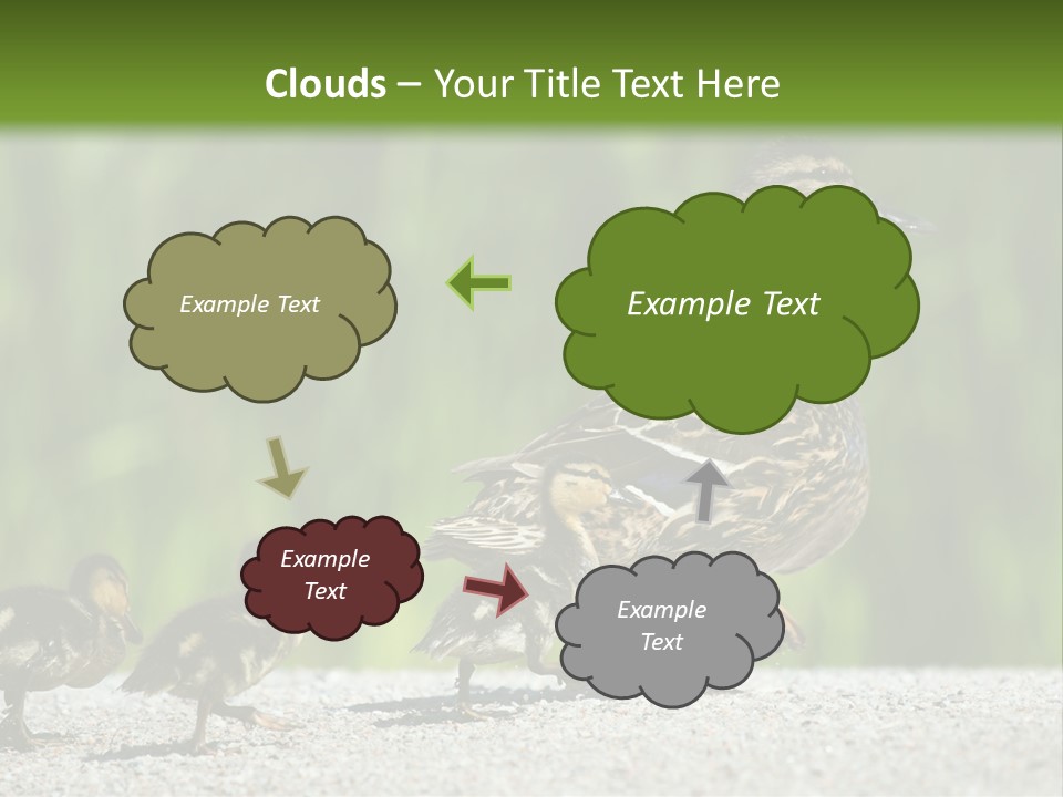 A Mother Duck With Her Ducklings Powerpoint Template PowerPoint Template
