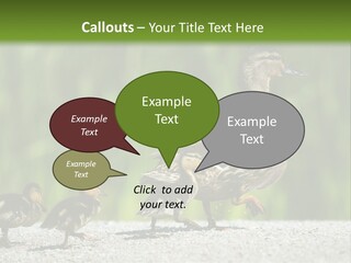 A Mother Duck With Her Ducklings Powerpoint Template PowerPoint Template