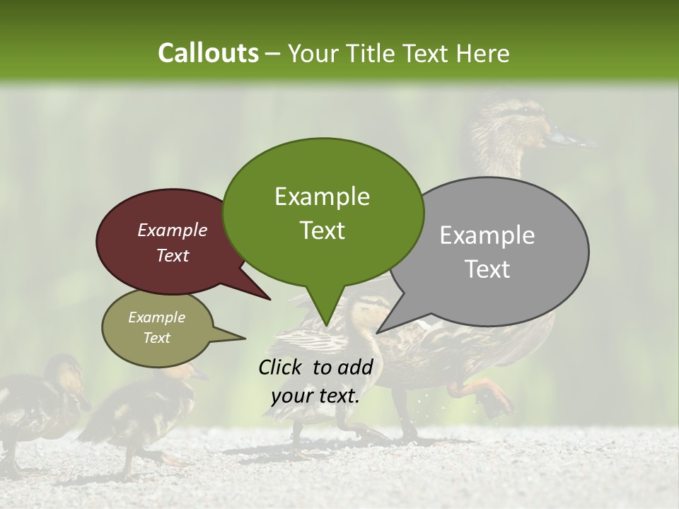 A Mother Duck With Her Ducklings Powerpoint Template PowerPoint Template