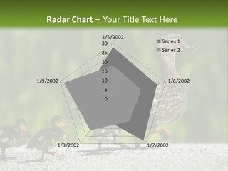 A Mother Duck With Her Ducklings Powerpoint Template PowerPoint Template