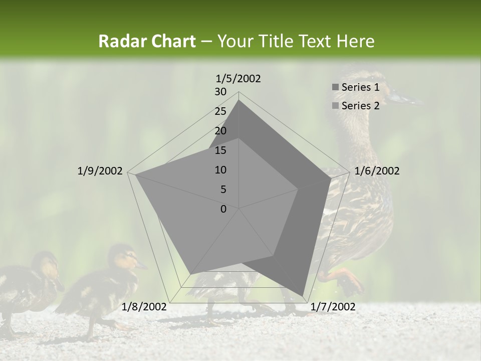 A Mother Duck With Her Ducklings Powerpoint Template PowerPoint Template