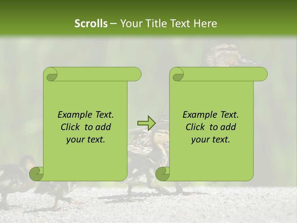 A Mother Duck With Her Ducklings Powerpoint Template PowerPoint Template