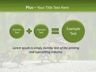 A Mother Duck With Her Ducklings Powerpoint Template PowerPoint Template