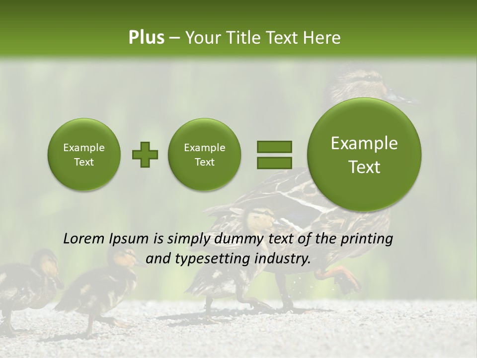 A Mother Duck With Her Ducklings Powerpoint Template PowerPoint Template