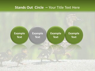 A Mother Duck With Her Ducklings Powerpoint Template PowerPoint Template