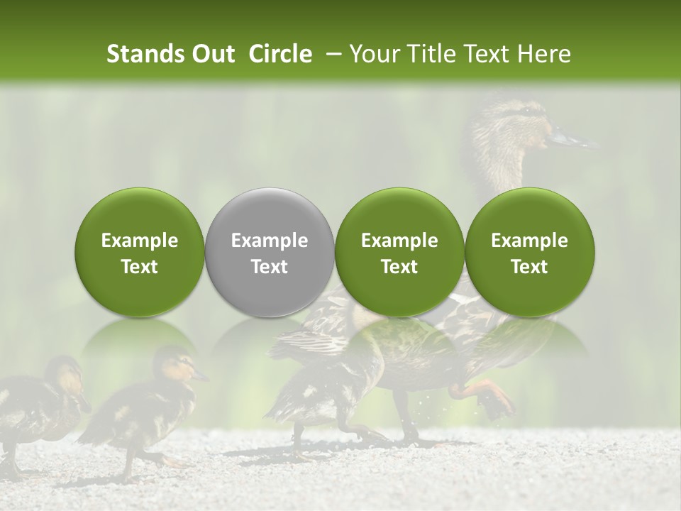 A Mother Duck With Her Ducklings Powerpoint Template PowerPoint Template