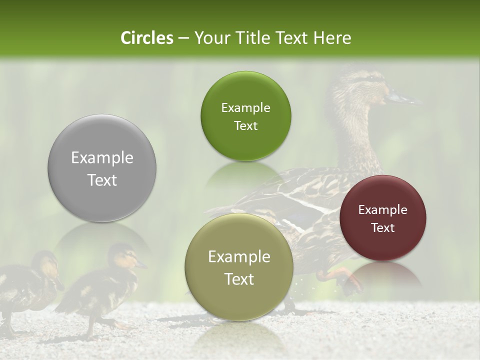 A Mother Duck With Her Ducklings Powerpoint Template PowerPoint Template
