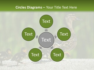 A Mother Duck With Her Ducklings Powerpoint Template PowerPoint Template