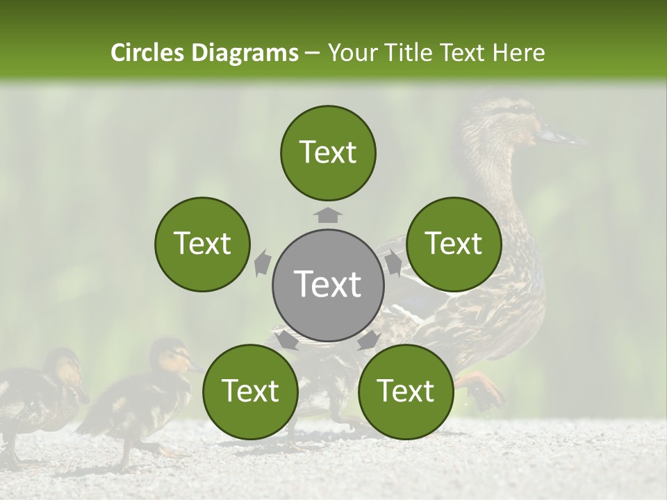 A Mother Duck With Her Ducklings Powerpoint Template PowerPoint Template