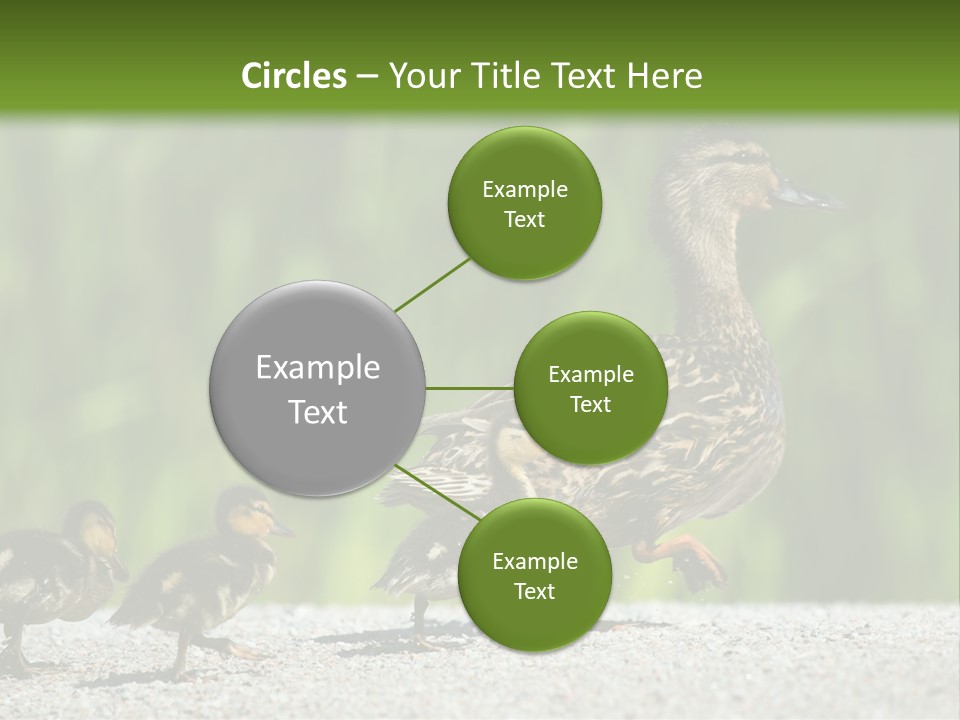 A Mother Duck With Her Ducklings Powerpoint Template PowerPoint Template