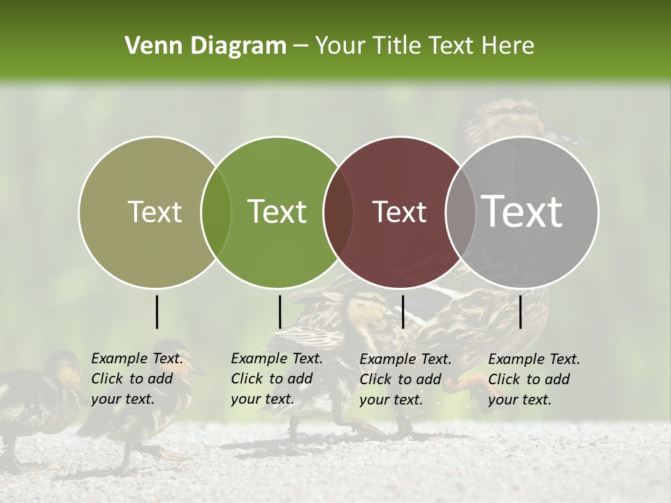 A Mother Duck With Her Ducklings Powerpoint Template PowerPoint Template