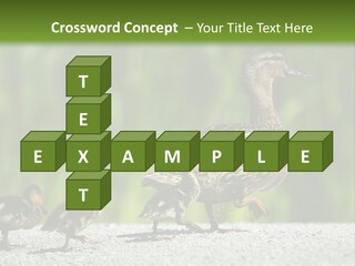 A Mother Duck With Her Ducklings Powerpoint Template PowerPoint Template