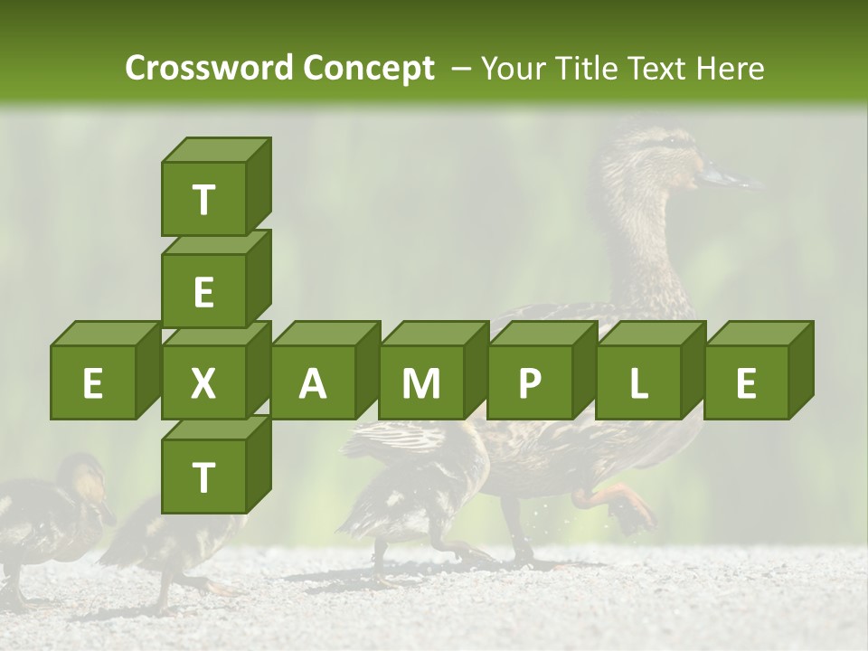 A Mother Duck With Her Ducklings Powerpoint Template PowerPoint Template