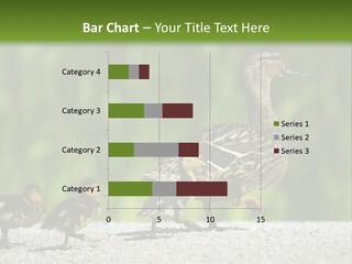 A Mother Duck With Her Ducklings Powerpoint Template PowerPoint Template