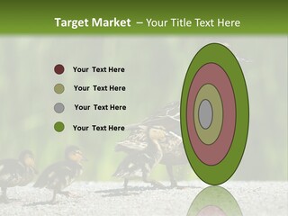 A Mother Duck With Her Ducklings Powerpoint Template PowerPoint Template