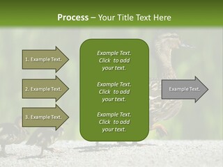 A Mother Duck With Her Ducklings Powerpoint Template PowerPoint Template