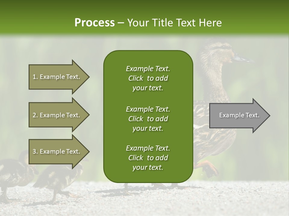 A Mother Duck With Her Ducklings Powerpoint Template PowerPoint Template