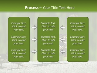 A Mother Duck With Her Ducklings Powerpoint Template PowerPoint Template
