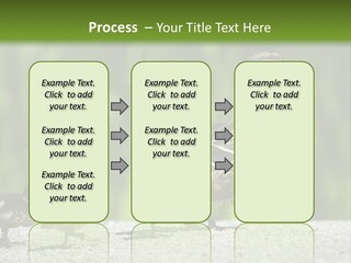 A Mother Duck With Her Ducklings Powerpoint Template PowerPoint Template