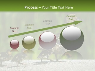 A Mother Duck With Her Ducklings Powerpoint Template PowerPoint Template
