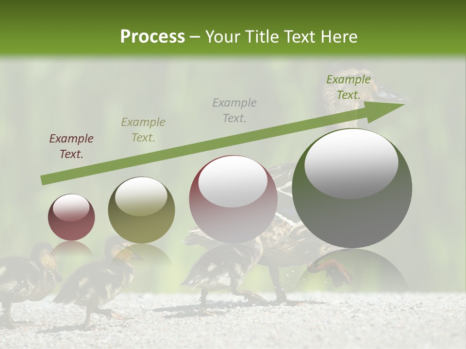A Mother Duck With Her Ducklings Powerpoint Template PowerPoint Template