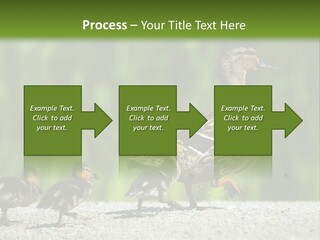 A Mother Duck With Her Ducklings Powerpoint Template PowerPoint Template