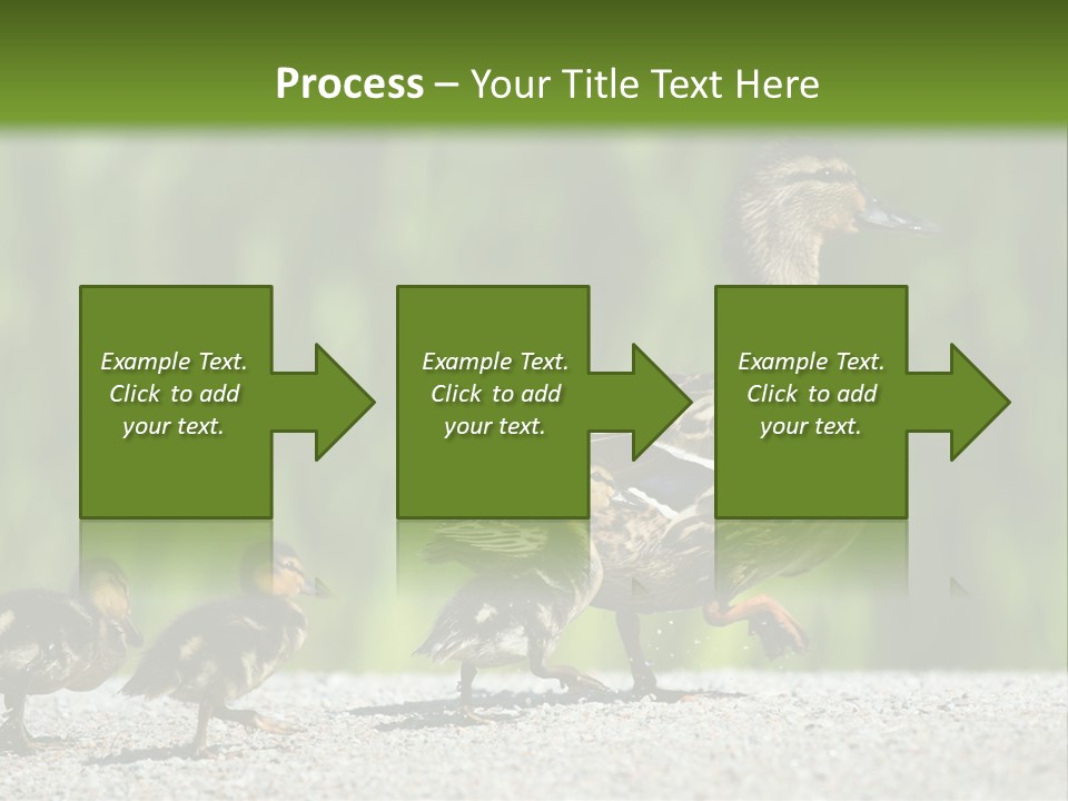 A Mother Duck With Her Ducklings Powerpoint Template PowerPoint Template
