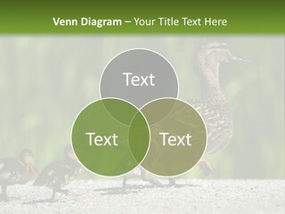 A Mother Duck With Her Ducklings Powerpoint Template PowerPoint Template