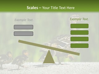 A Mother Duck With Her Ducklings Powerpoint Template PowerPoint Template