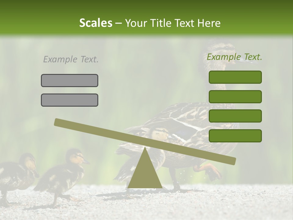 A Mother Duck With Her Ducklings Powerpoint Template PowerPoint Template