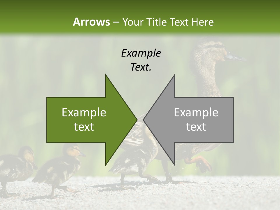 A Mother Duck With Her Ducklings Powerpoint Template PowerPoint Template