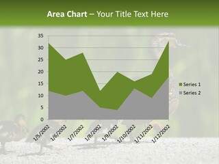 A Mother Duck With Her Ducklings Powerpoint Template PowerPoint Template
