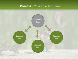 A Mother Duck With Her Ducklings Powerpoint Template PowerPoint Template