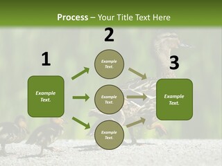 A Mother Duck With Her Ducklings Powerpoint Template PowerPoint Template