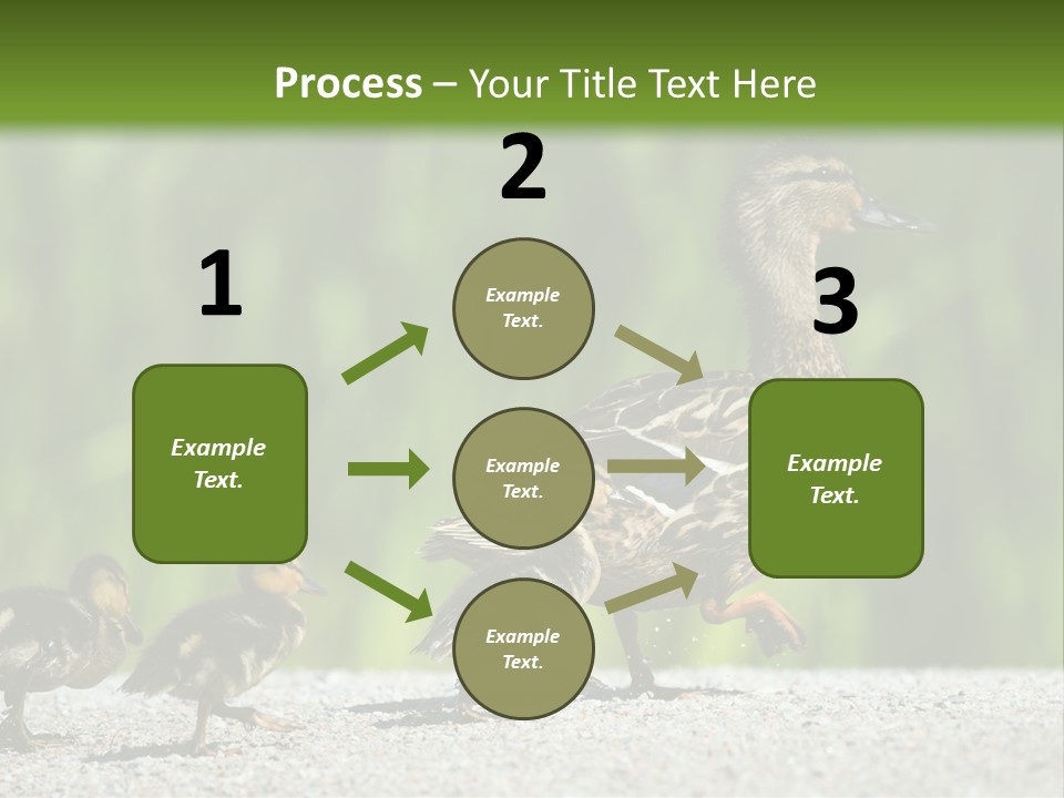 A Mother Duck With Her Ducklings Powerpoint Template PowerPoint Template