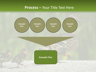 A Mother Duck With Her Ducklings Powerpoint Template PowerPoint Template