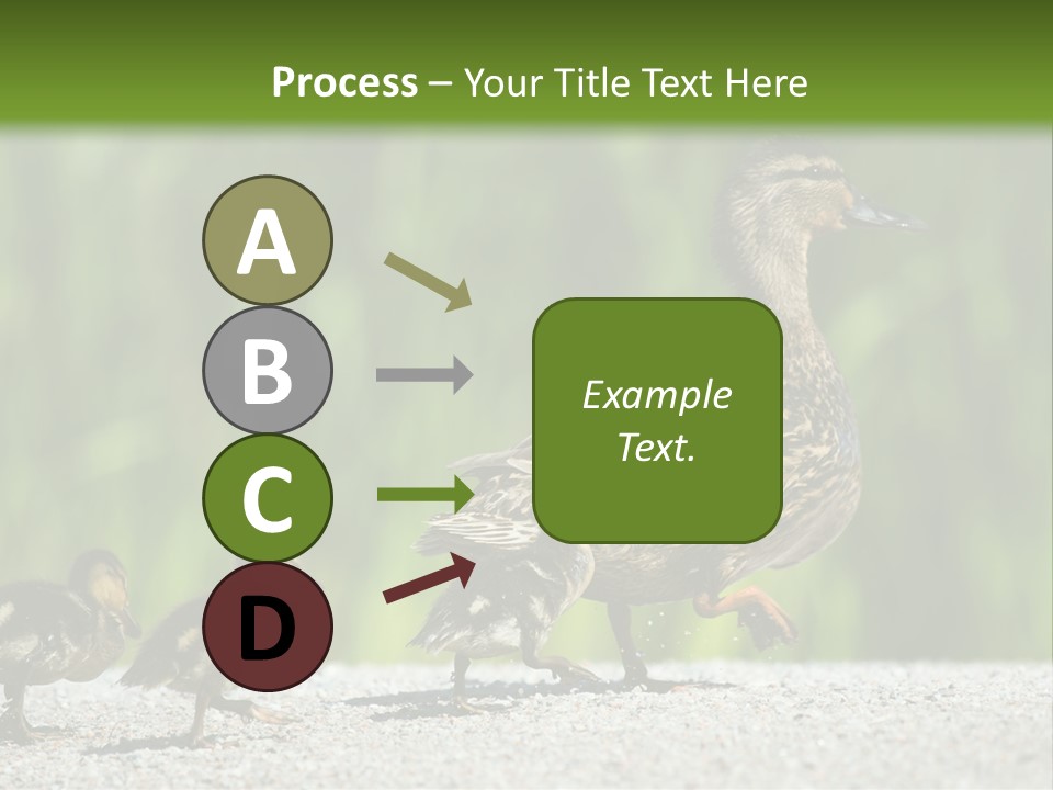 A Mother Duck With Her Ducklings Powerpoint Template PowerPoint Template