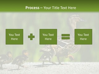 A Mother Duck With Her Ducklings Powerpoint Template PowerPoint Template