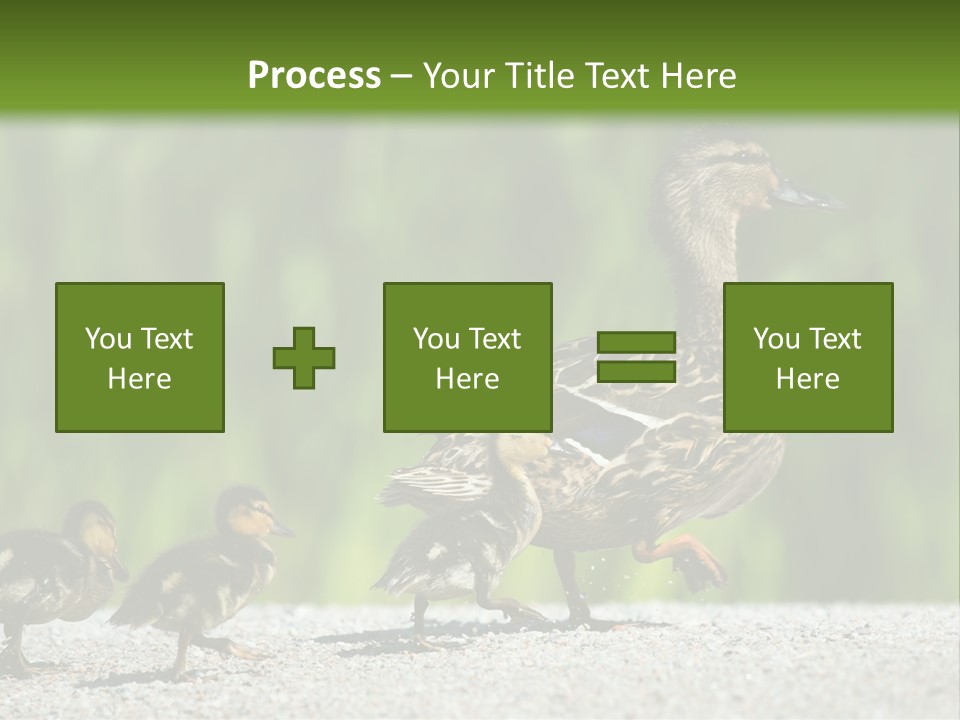 A Mother Duck With Her Ducklings Powerpoint Template PowerPoint Template