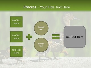 A Mother Duck With Her Ducklings Powerpoint Template PowerPoint Template