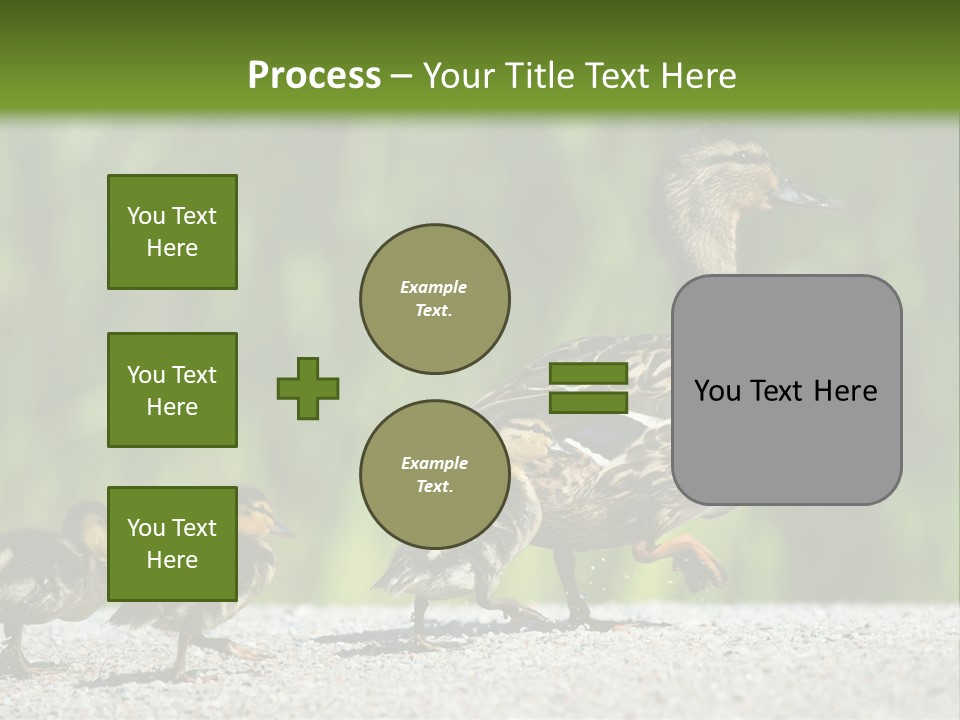 A Mother Duck With Her Ducklings Powerpoint Template PowerPoint Template