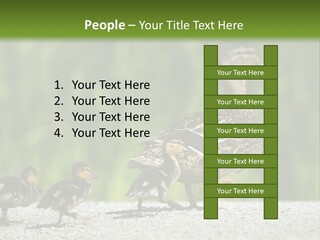 A Mother Duck With Her Ducklings Powerpoint Template PowerPoint Template